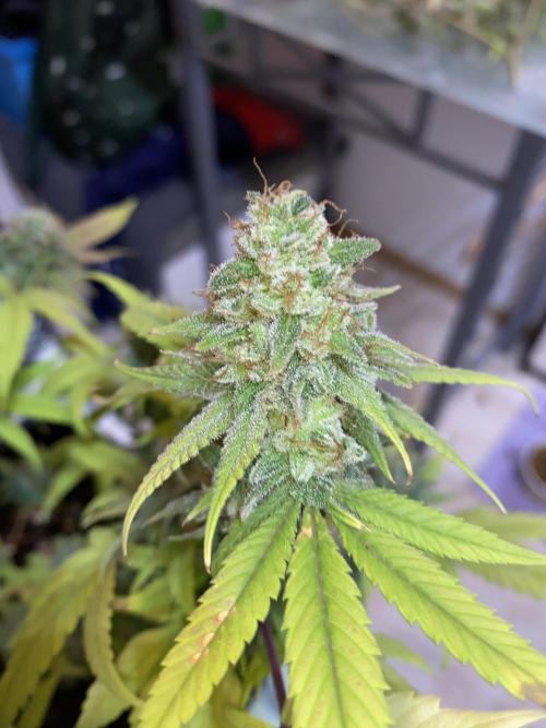 Botanische Freude 2025. Week 7