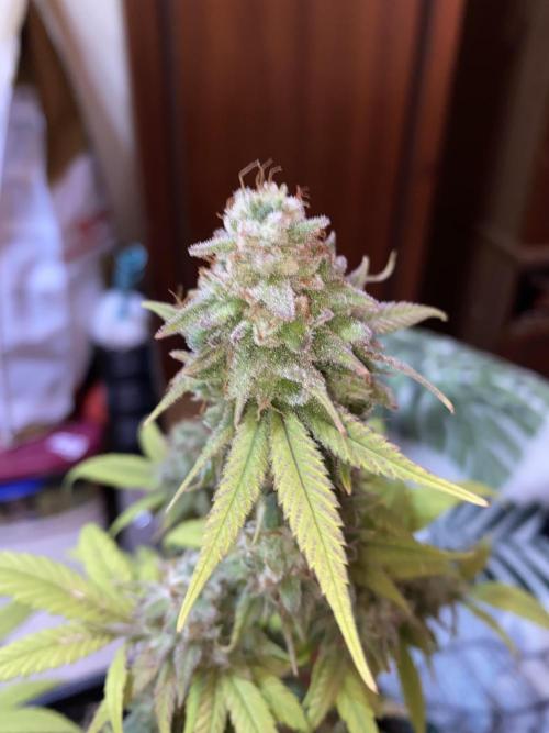 Botanische Freude 2025. Week 7