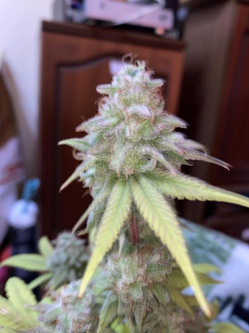 Botanische Freude 2025. Week 7