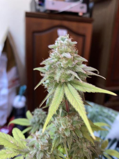 Botanische Freude 2025. Week 7