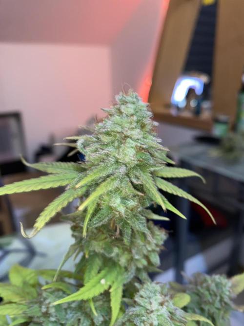 Botanische Freude 2025. Week 7