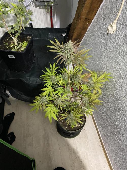 Botanische Freude 2025. Week 7