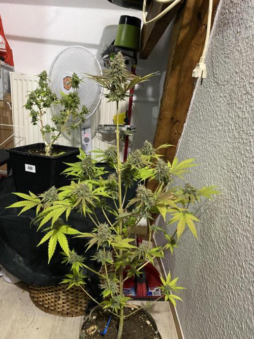 Botanische Freude 2025. Week 7