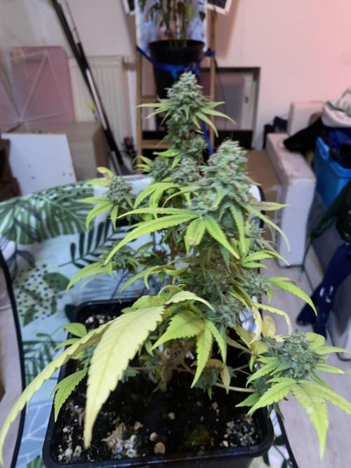 Botanische Freude 2025. Week 7