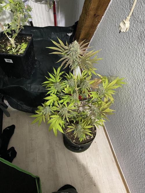 Botanische Freude 2025. Week 7