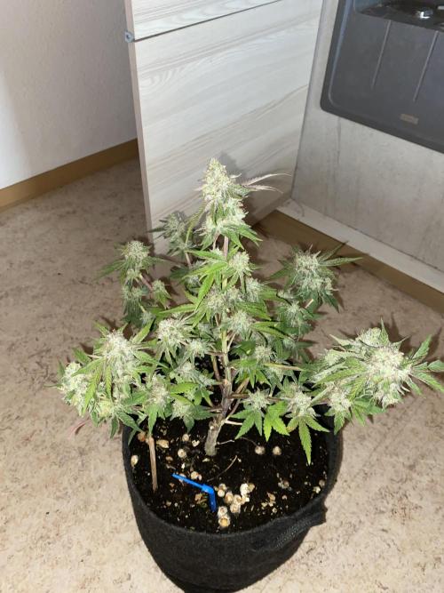 Botanische Freude 2025. Week 7