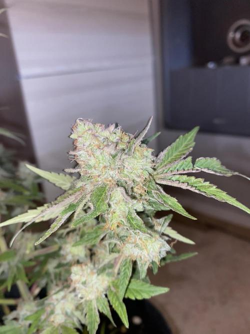 Botanische Freude 2025. Week 7