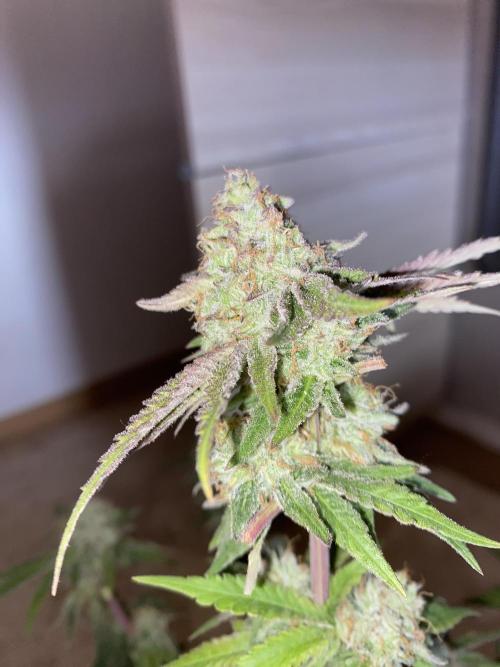 Botanische Freude 2025. Week 7