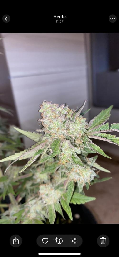 Botanische Freude 2025. Week 7