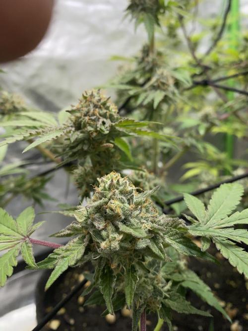 Botanische Freude 2025. Week 7