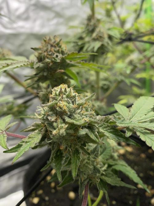 Botanische Freude 2025. Week 7