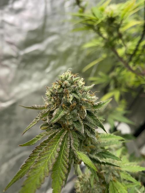 Botanische Freude 2025. Week 7