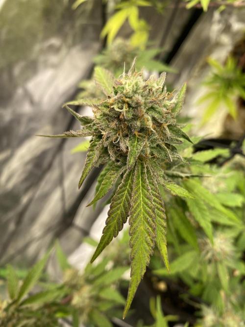 Botanische Freude 2025. Week 7