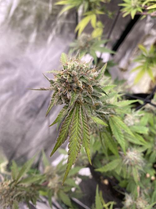 Botanische Freude 2025. Week 7