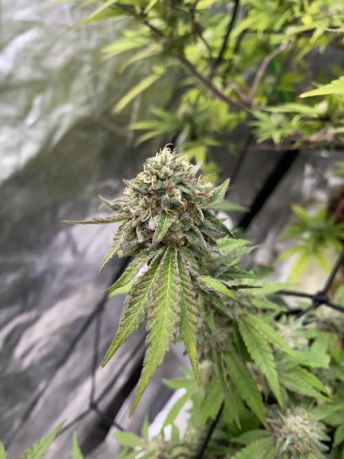 Botanische Freude 2025. Week 7