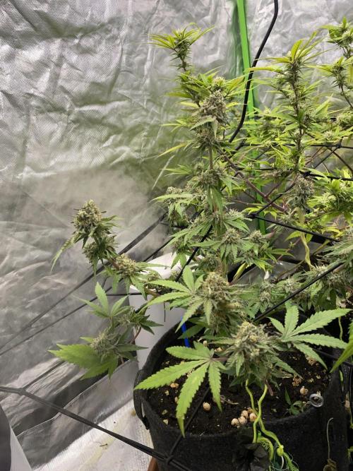 Botanische Freude 2025. Week 7