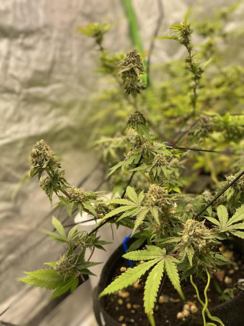 Botanische Freude 2025. Week 7