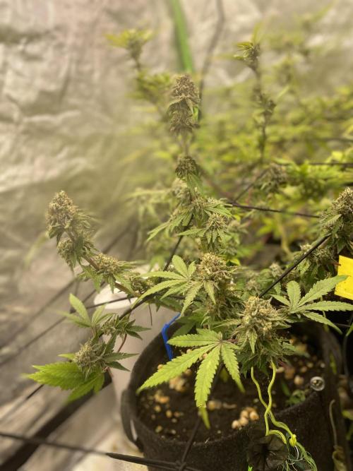 Botanische Freude 2025. Week 7