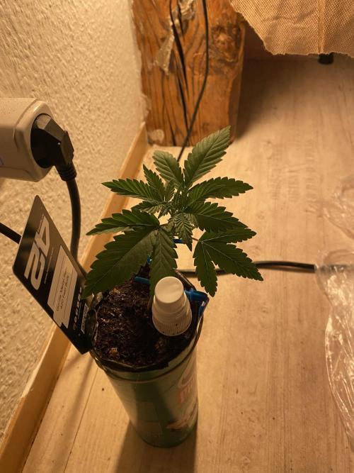 Hopefull 420 Grow. Week 2