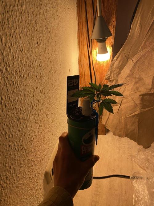 Hopefull 420 Grow. Week 2