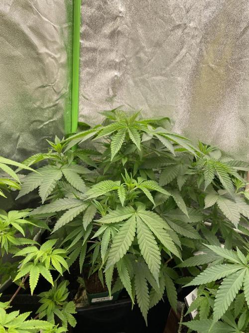 Love in the Wintertime. Week 6 - Soooo Giant 