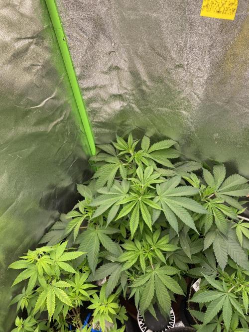 Love in the Wintertime. Week 6 - Love You Too ^^