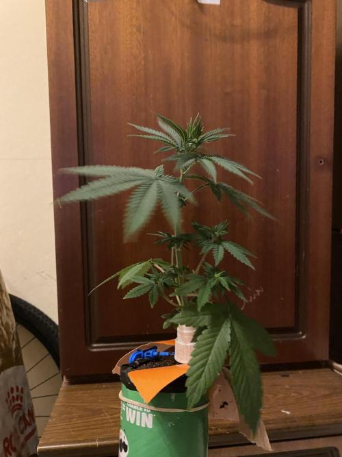 Hopefull 420 Grow. Week 3