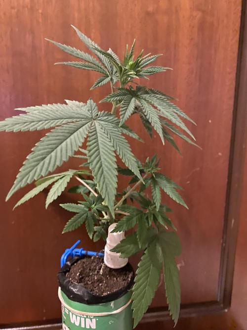 Hopefull 420 Grow. Week 3