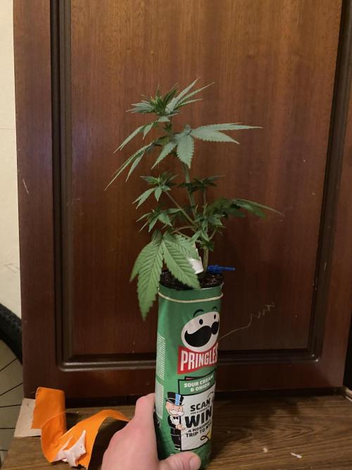 Hopefull 420 Grow. Week 3