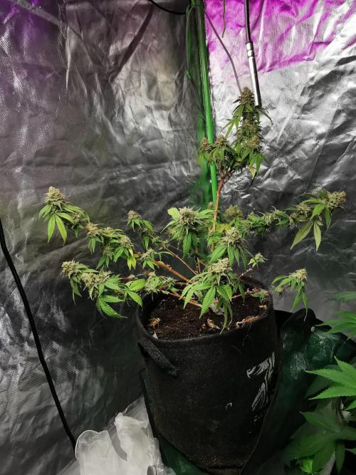 Botanische Freude 2025. Week 11