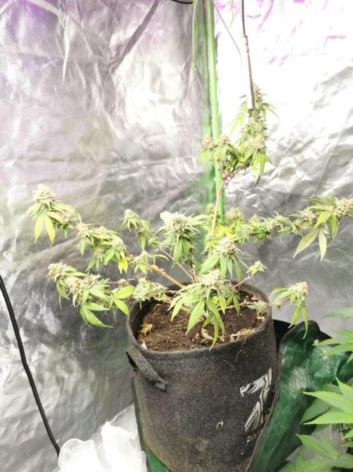 Botanische Freude 2025. Week 11