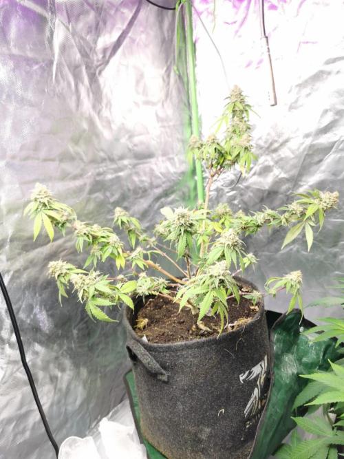 Botanische Freude 2025. Week 11