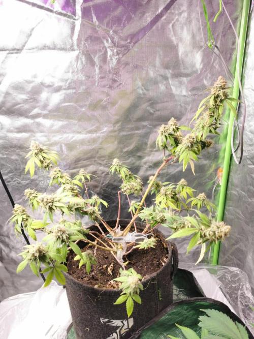 Botanische Freude 2025. Week 11