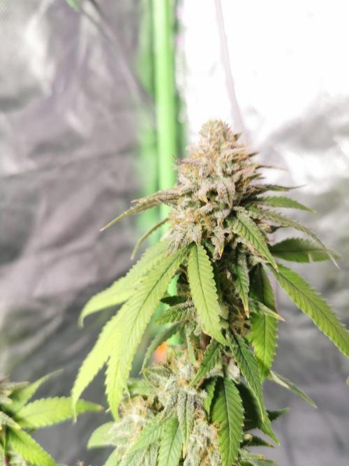 Botanische Freude 2025. Week 11