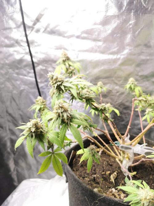 Botanische Freude 2025. Week 11