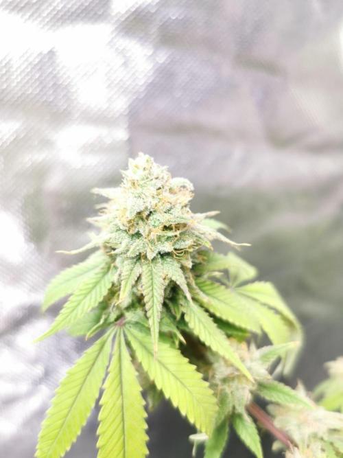 Botanische Freude 2025. Week 11