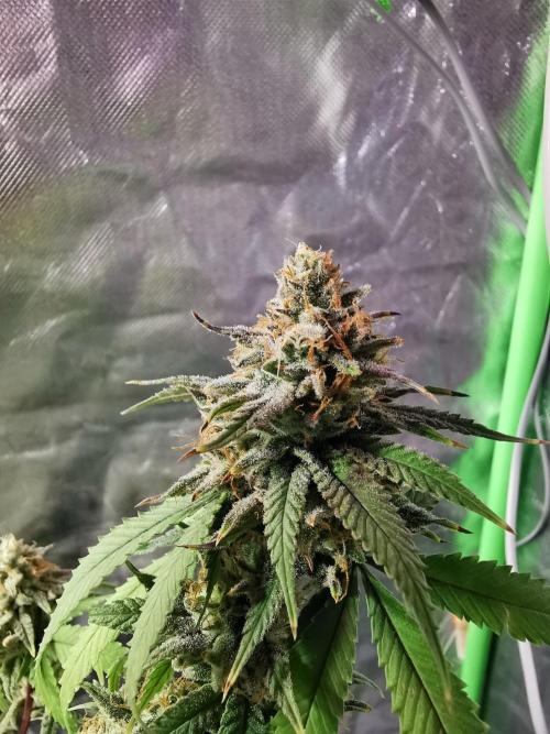 Botanische Freude 2025. Week 11