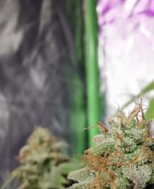 Botanische Freude 2025. Week 11