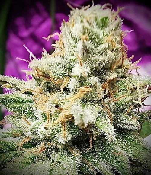 Botanische Freude 2025. Week 11