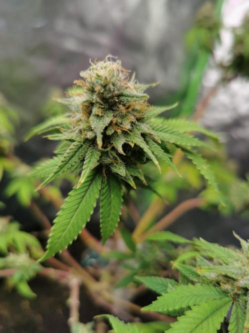 Botanische Freude 2025. Week 11