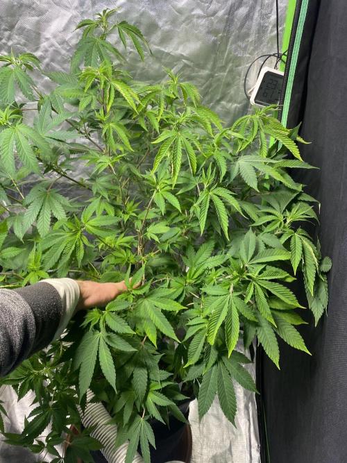 Botanische Freude 2025. Week 11