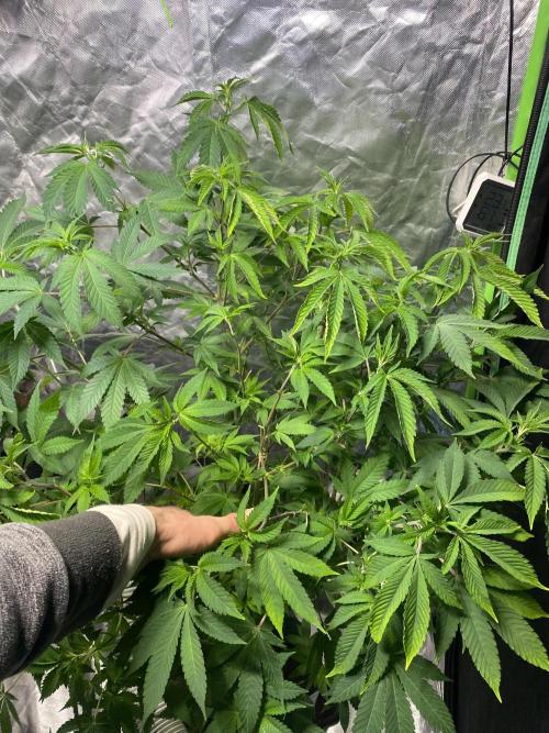 Botanische Freude 2025. Week 11