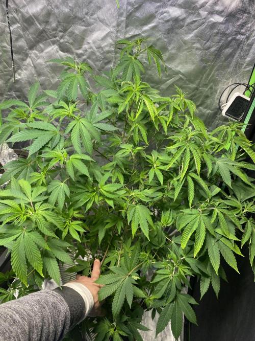 Botanische Freude 2025. Week 11