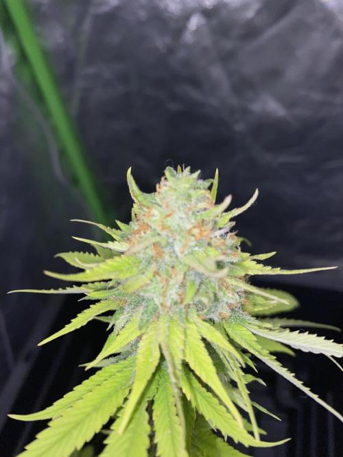 Hopefull 420 Grow. Week 22