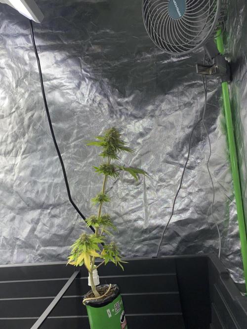 Hopefull 420 Grow. Week 22