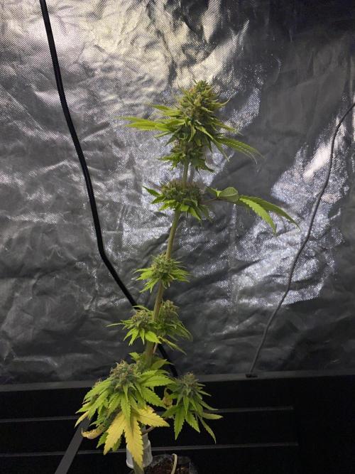 Hopefull 420 Grow. Week 22