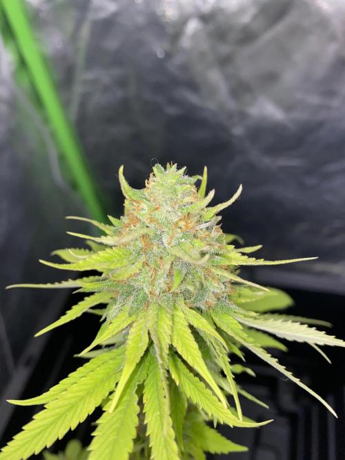 Hopefull 420 Grow. Week 22