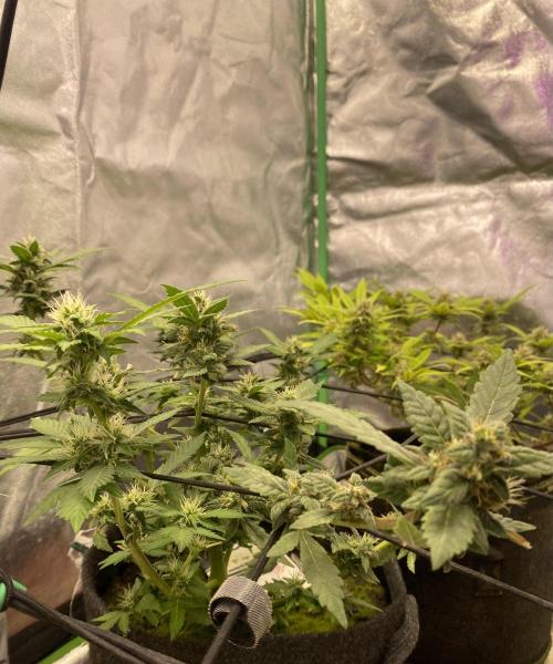 Love in the Wintertime. Week 7