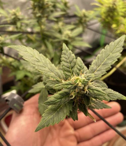 Love in the Wintertime. Week 7