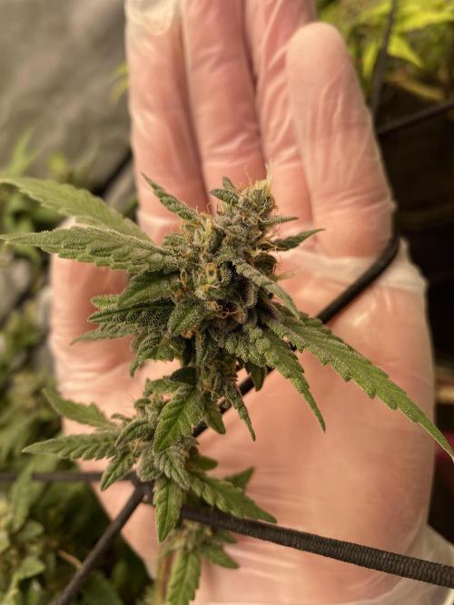 Love in the Wintertime. Week 7